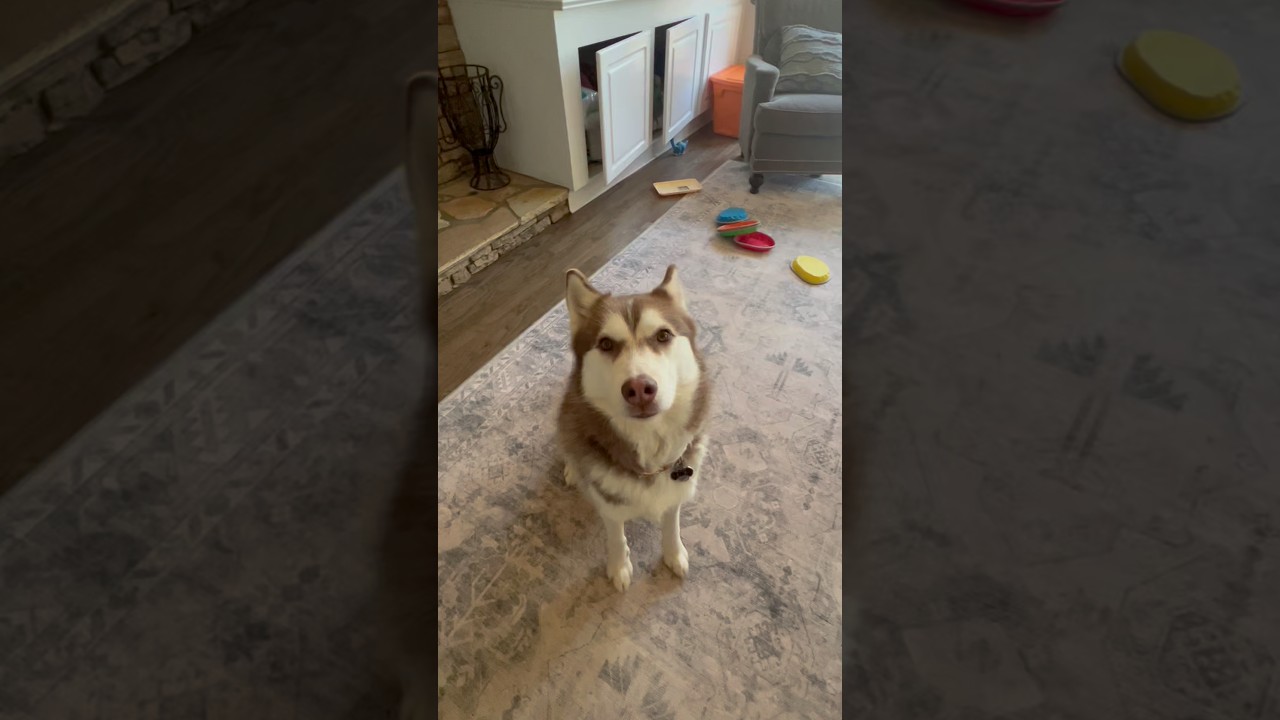 Turns Out, All I Needed Was a Dog 🤍