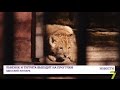В Одесском зоопарке вышли из логовищ львенок и тигрята