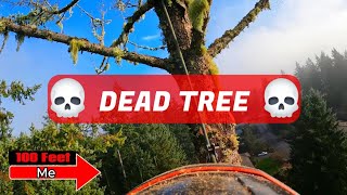 This Got Dangerous at 100ft! Removing a Dead Tree