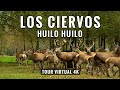 Bosque de los Ciervos de Huilo Huilo 🇨🇱