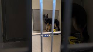 She’s terrified until this happens… #germanshepherd #adoptme #puppy