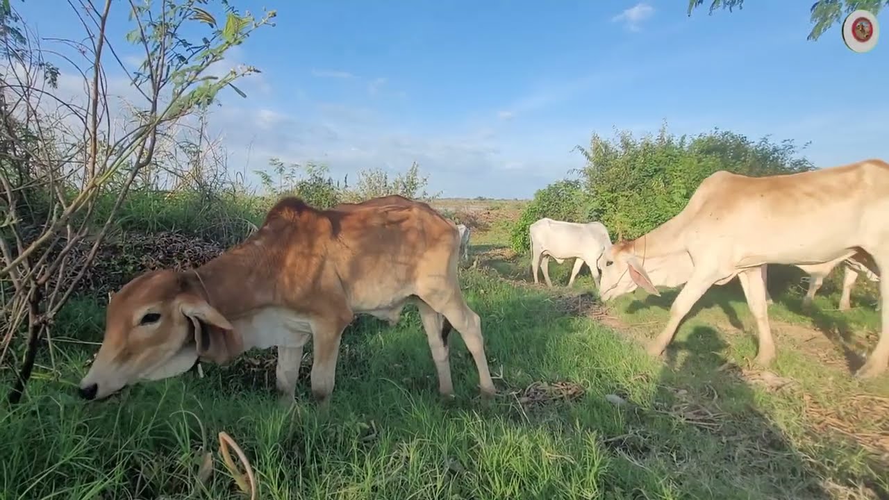 អ្នកមានគោអីឡូវរៀងធូធារតិចហើយដោយគោមានទីផ្សារ