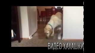 Смотреть видео приколы смотреть Смотреть видео приколы смотреть