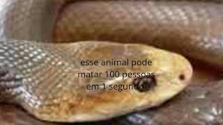 Top 7 Animais Mais Venenosos Do Mundo