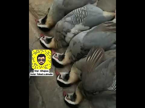صوت القهدي