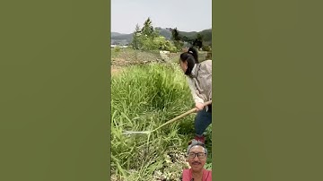 Dụng cụ cắt cỏ cầm tay tay                            #farming #satisfying