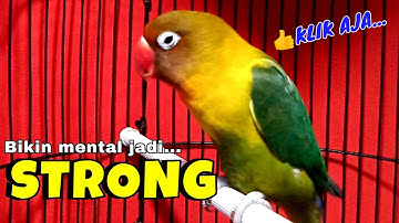 Suara Burung Lovebird Ngekek Panjang Betina, Lovebird Gacor Ini Memicu Lb Konslet