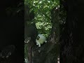 ヒーローは木の上＊ニャン