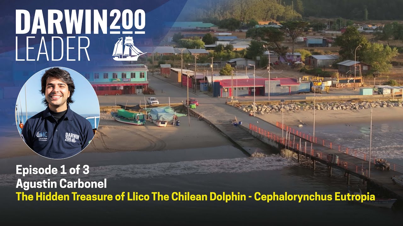 Chilean Dolphin, the hidden treasure of Llico - by Agustin Carbonell Betancor - Episode 1