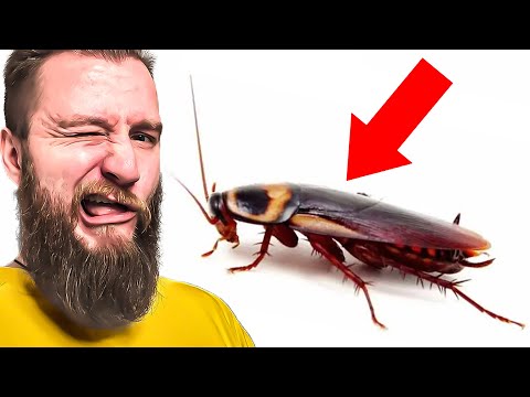 KARALUCHY