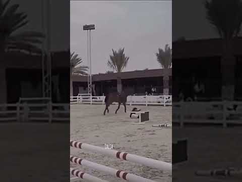 الخيل من خيالها أقوم قومه جمل واطيح طيحة حصان