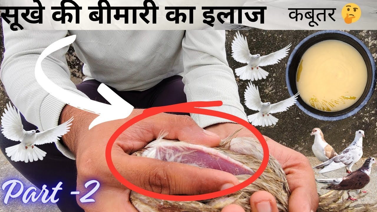 कबूतर के सूखे का ईलाज 100℅ ||  kabootar ke sukhe ka ilaj || kabutar haddi kese lgathe h || #kabutar