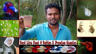 Moina Culture | മൊയ്ന കൾച്ചർ | Best Tips to Culture Moina