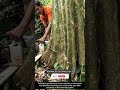 Smart and Safe Technique for Controlled Felling of Large-Diameter Trees !! #innovation #tool #tools