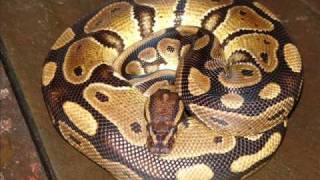 Ball Python & Carpet Python welcome in 2009