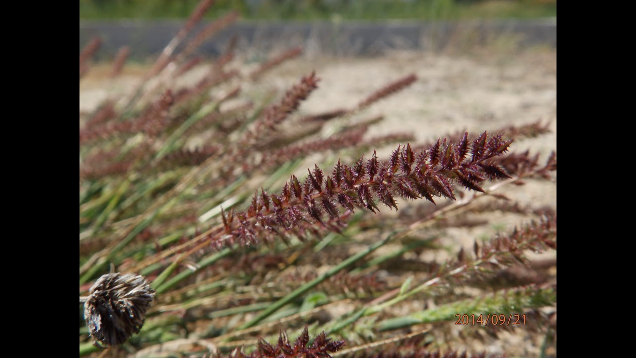Tragus racemosus  commonly called bur gras, burr grass or carrot-seed grass