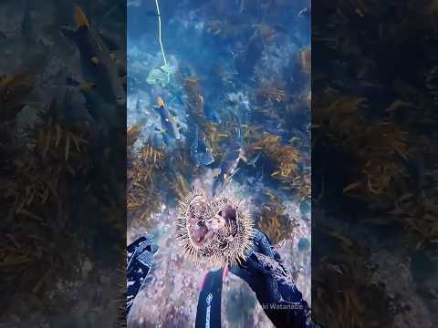 The purpose of divers feeding sea urchins to fish #animal #seaurchin #funny