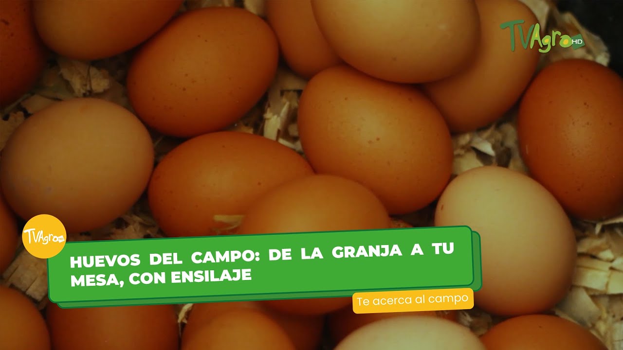 La Granja De Juan Produjo 945 Huevos