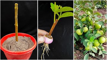 Propagate guava tree from cutting with onion,, how to grow guava tree at home