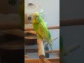 Mr.Gold..Male Budgie 💛💚