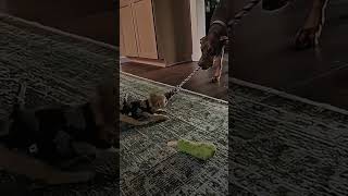 Слон и Моська #shorts #dogs #fanny #story #cute #милота #смешные