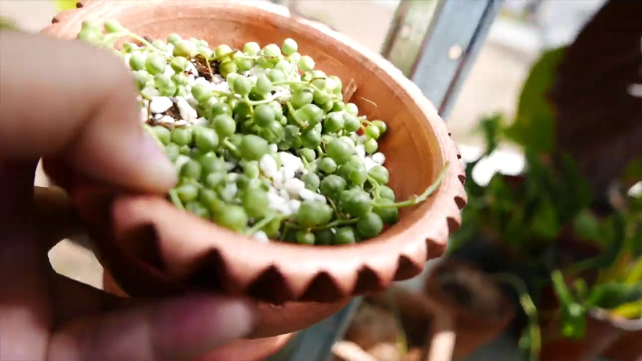 TIPS AND TRICKS: How I pot my String of Pearls to Keep them from