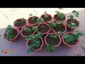 زراعة الفراولة في المنزل  على السطح الجزء 2 نقل الشتلات Strawberry cultivation at home