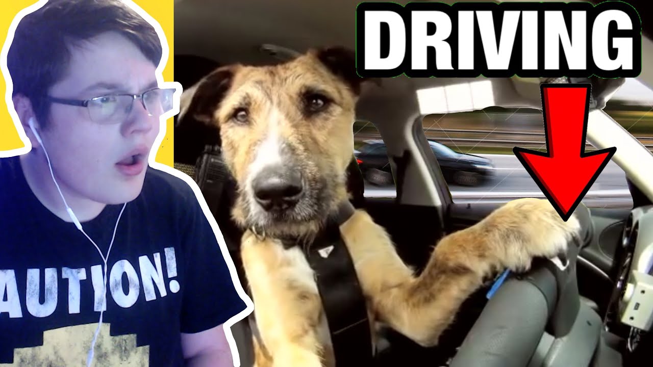 THIS DOG CAN DRIVE A CAR!! (Crazy TikToks) YouTube