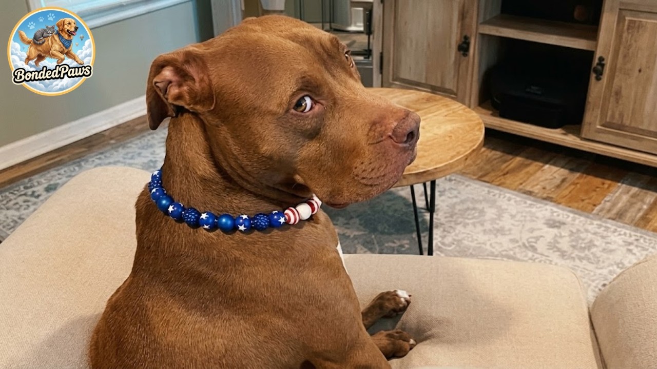 Pittie Throws a Dramatic Tantrum When He Can't Go to Grandma's