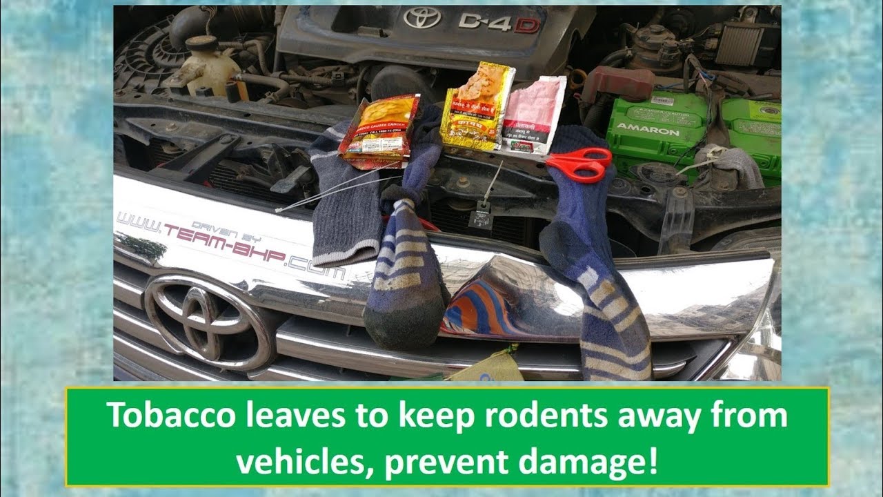 Tobacco leaves for rodent protection on vehicles