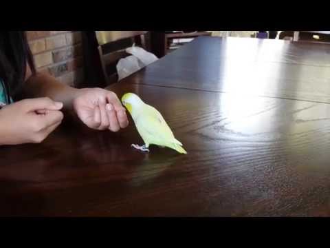 Parrotlet Mustard the