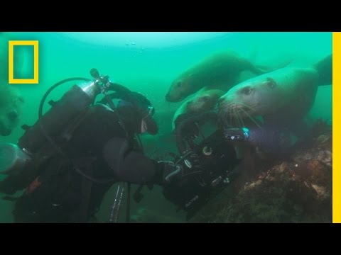 Filming Sea Lions | America's National Parks