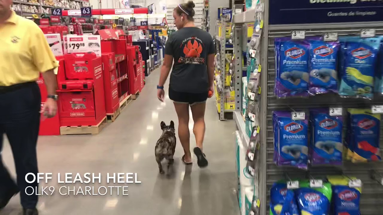 French bulldog puppy, Cash, after two weeks of training! Charlotte dog trainers