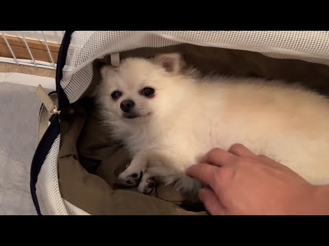 ポメラニアンのペコ - YouTube