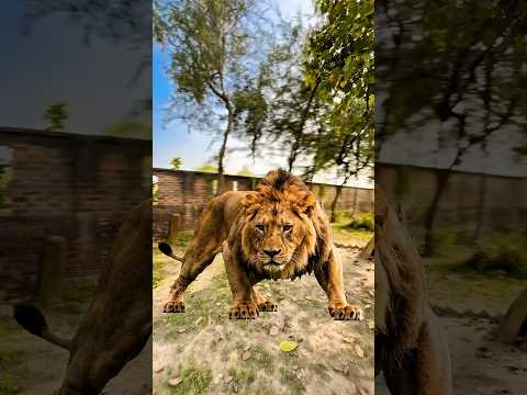 Avitesh Ko Mila Sher 🦁 ~ Star Avitesh Story 💎 ~ #shorts #staravitesh #short