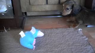 Standard Dachshund puppies at Vom Daxi Haus