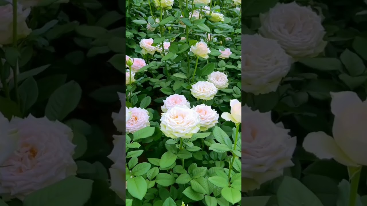 Rose garden tour | beautiful natural flowers! 