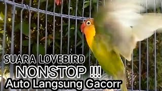 Suara Burung Lovebird NGEKEK PANJANG, Pancingan Lovebird PALING CEPAT BIKIN BUNYI