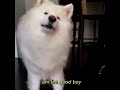 good boy for president 2017 🎂 🐕