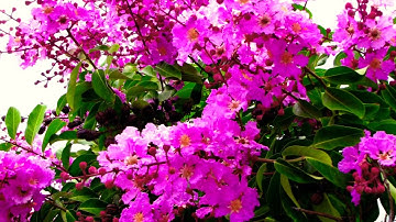 Đường tím bằng lăng 835B Xã : Phước Lý Cần Guộc Long An