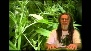 How To Grow Marijuana. Nutreient's