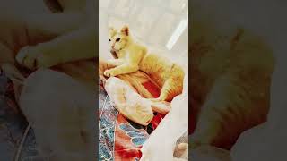 lali ki activity #music #cat #freestyle #nature