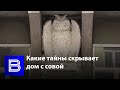 Экскурсии по Воронежу | Какие тайны скрывает дом с совой