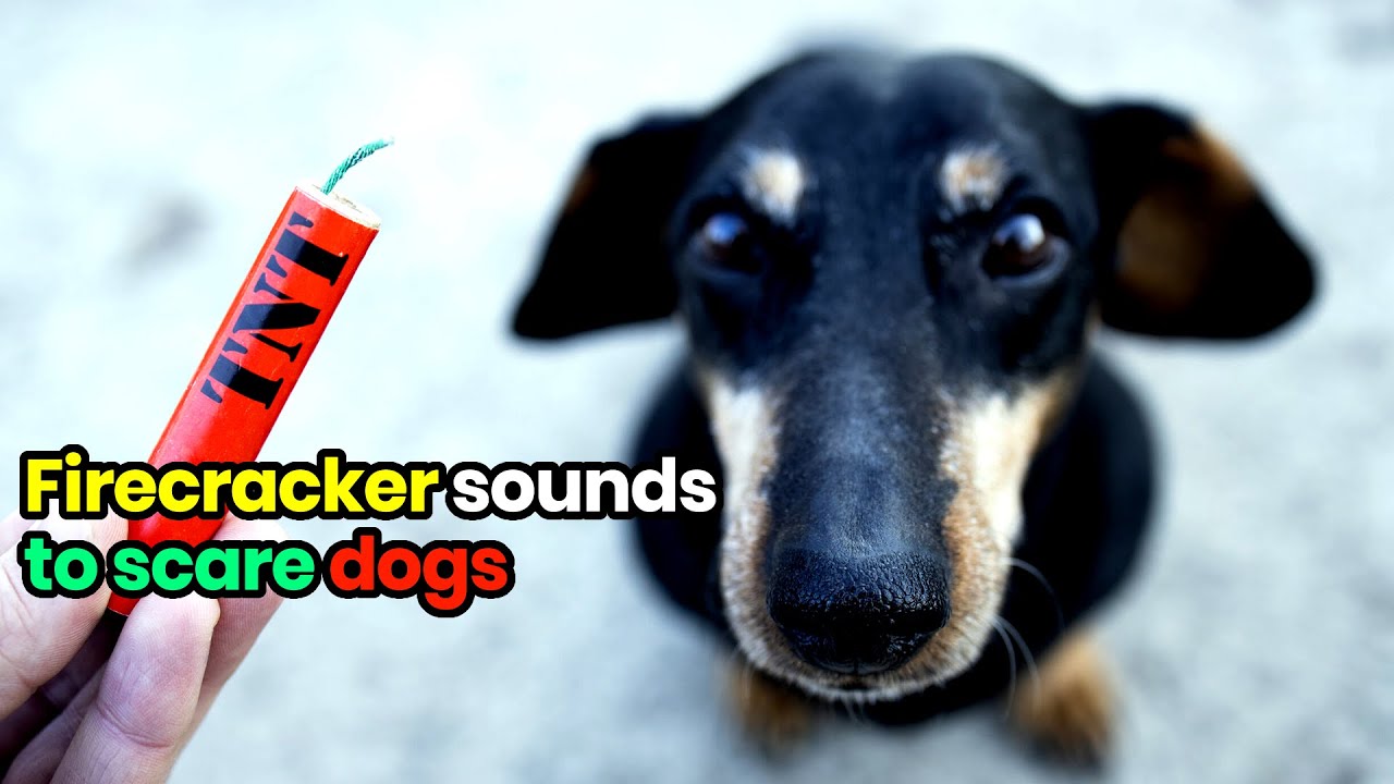 External Sounds That Frighten Abandoned Dogs