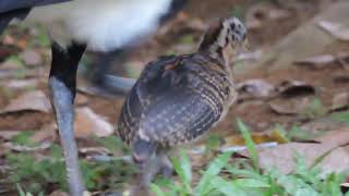 Black Curassows: look how tiny the young ones are l Kabalebo l Suriname
