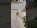#JasonDeruloTV // Dog Skating 🤣 #GotPermissionToPost From IG @thebulldogchubbs #HandsOnMe