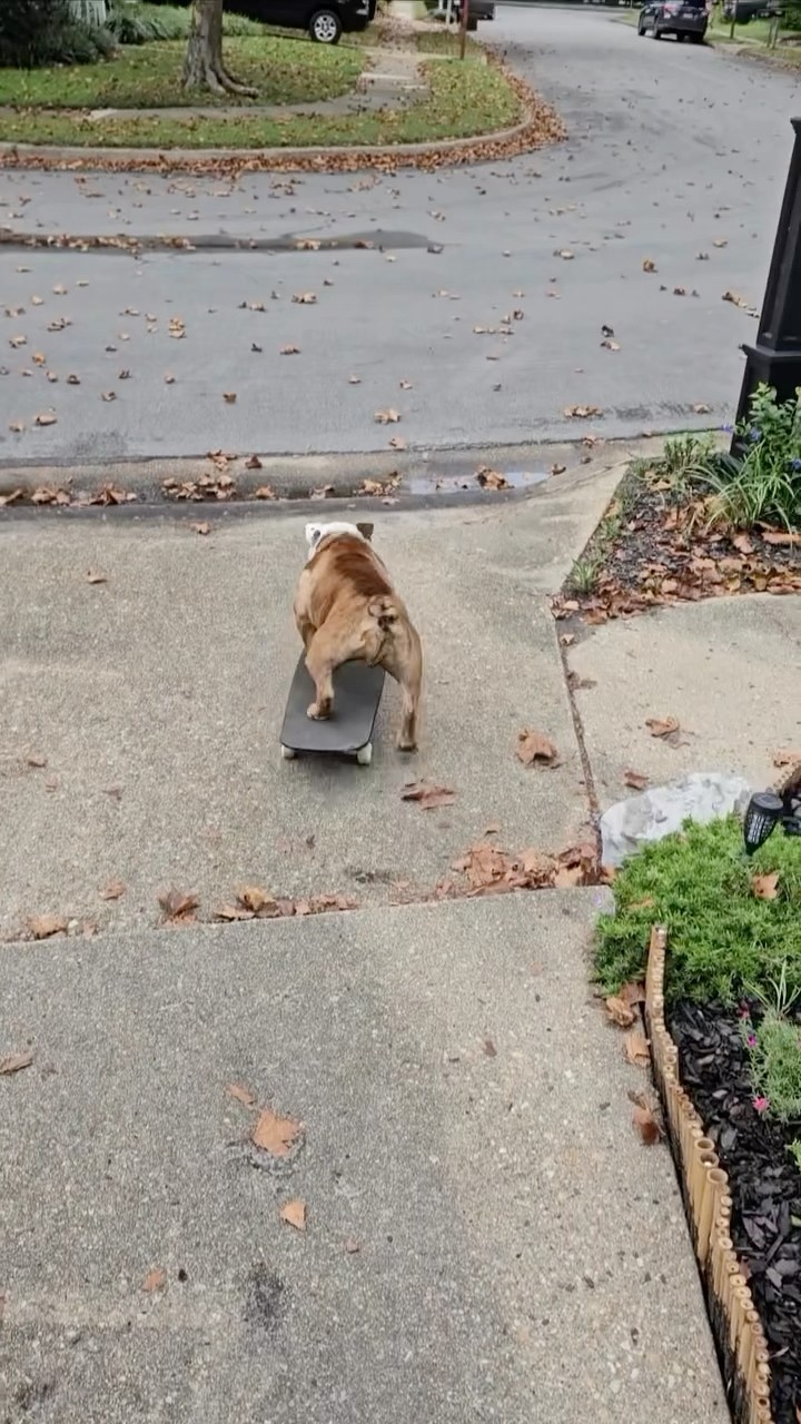 #JasonDeruloTV // Dog Skating ? #GotPermissionToPost From IG @thebulldogchubbs #HandsOnMe