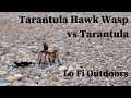 Tarantula Hawk Wasp ( Pepsis ) vs Tarantula