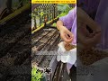 😲Grow fresh coriander at home in just 15 dys #homegardening #shorts #grow