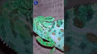 Celebrity colour changing snake || snake color changing Profile